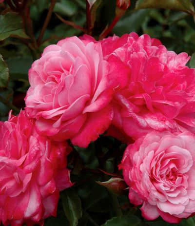 Royal Bonica Rose