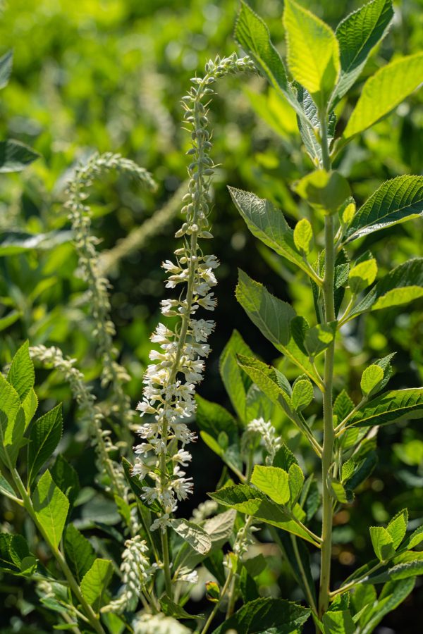 Clethra alnifolia 'Summer sparkler'
