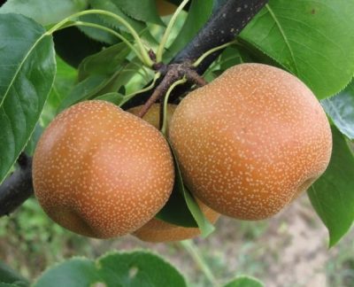 Pyrus pyrifolia 'Chojuro'
