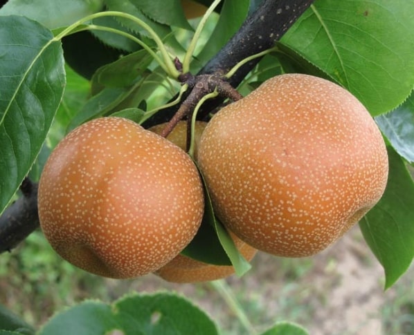Pyrus pyrifolia 'Chojuro'