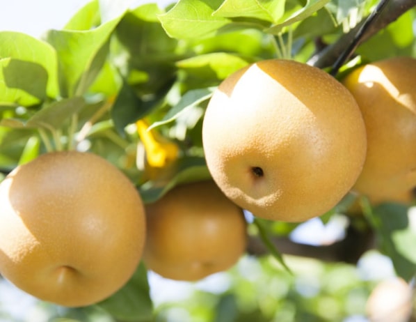 Asian Pear 'Shinseiki'