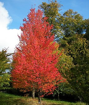 Acer freemanii 'Autumn Fantasy'