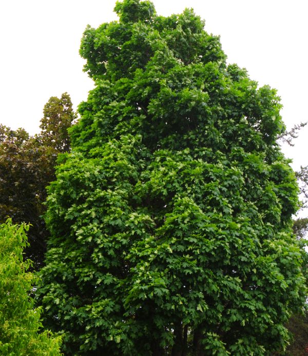 Acer platanoides 'Columnare'