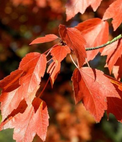 Acer rubrum 'Armstrong'