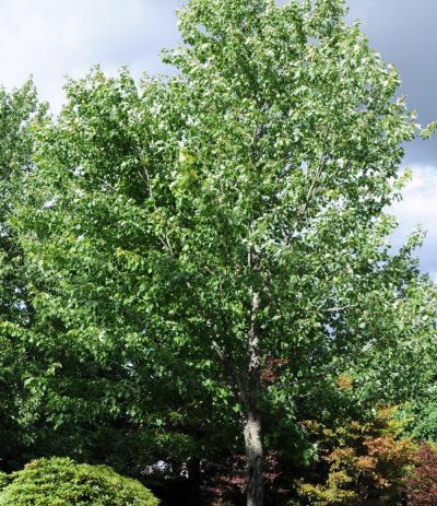 Acer rubrum 'Red Sunset'