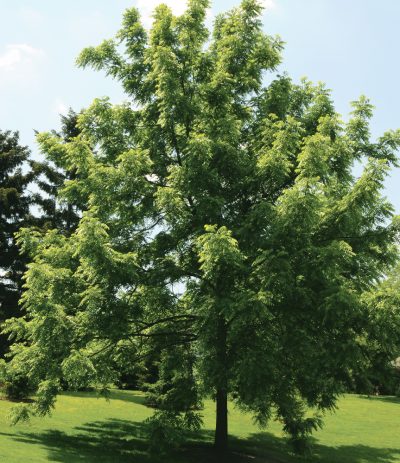 Juglans nigra