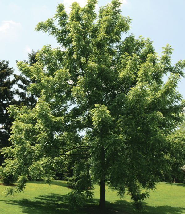 Juglans nigra