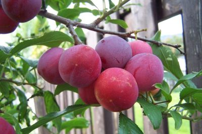 Prunier 'Toka'