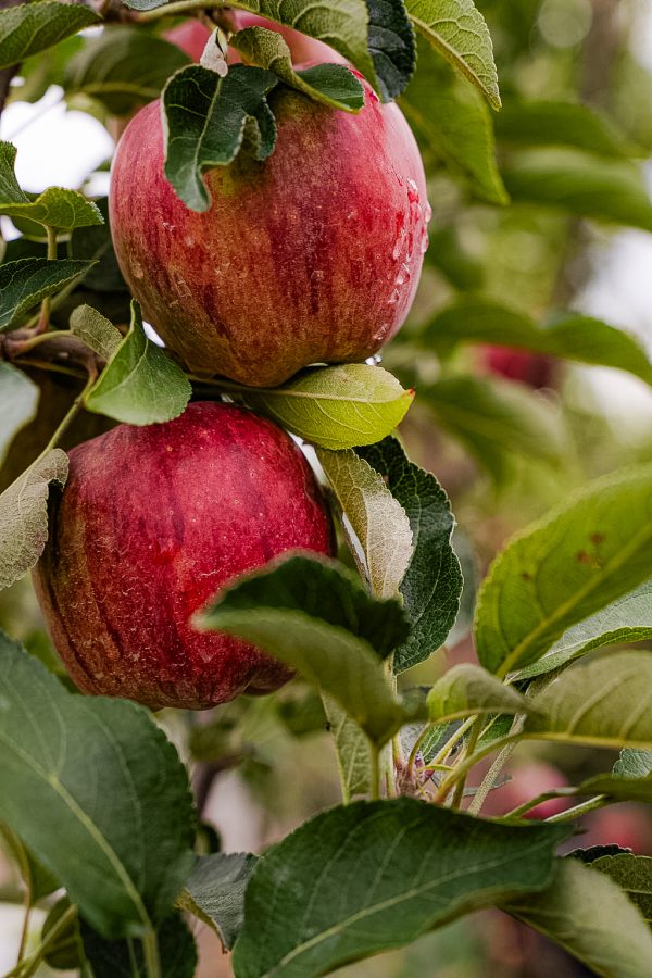 Malus 'Prairie Magic'