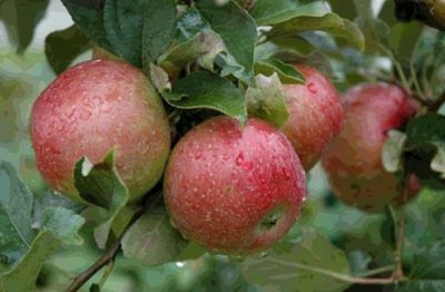 Sweetsixteen' Apple tree