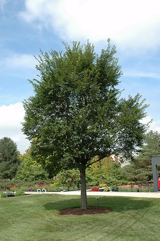 Ulmus 'Accolade'