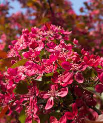 Malus 'Red Baron'