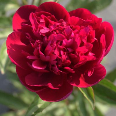Pivoine herbacée 'Big Ben'