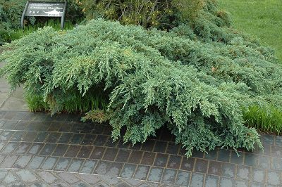 Blue Carpet Juniper