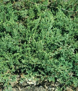 Andorra Compact Juniper