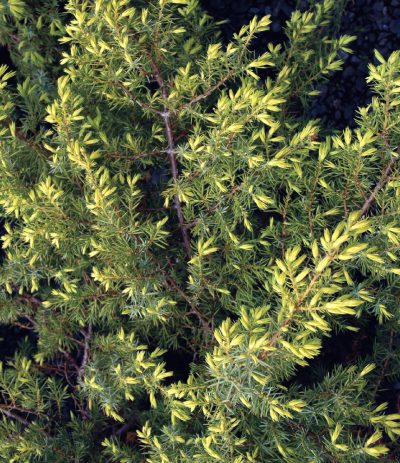 'Depressa Aurea' Common Juniper