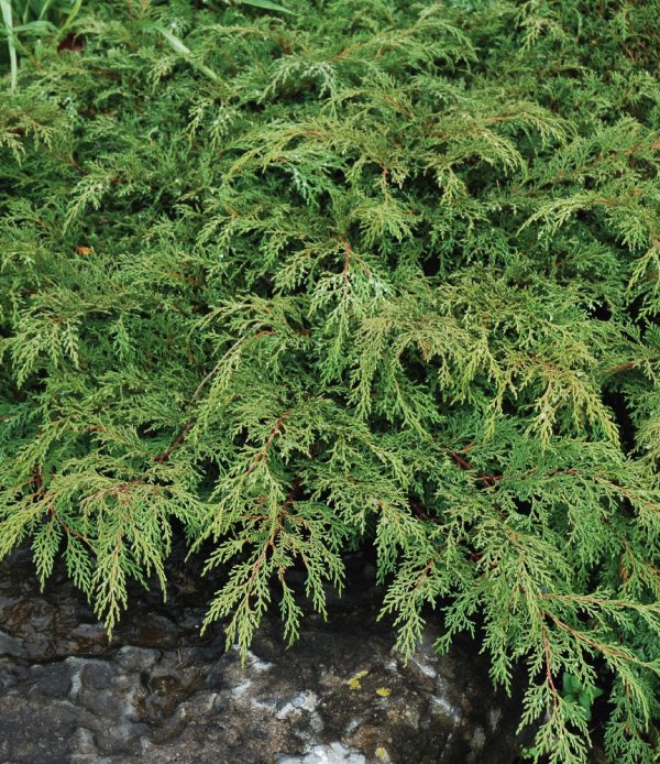 Siberian cypress