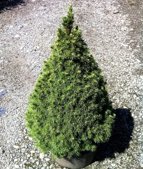 Picea glauca 'Albertiana Conica'