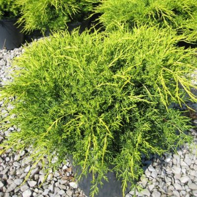 Juniperus chinensis ‘Old Gold’