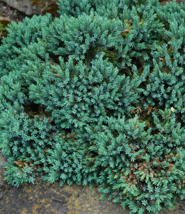 Juniperus squamata 'Blue Star'