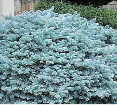 Colorado Blue Spruce 'Thume'