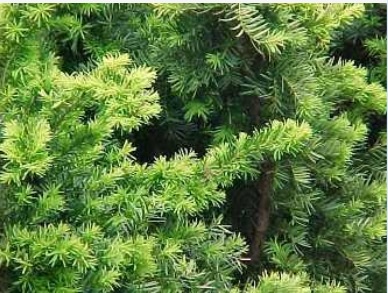Densiformis Yew