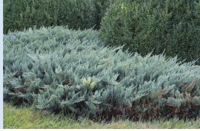 Juniperus horizontalis Blue Chip
