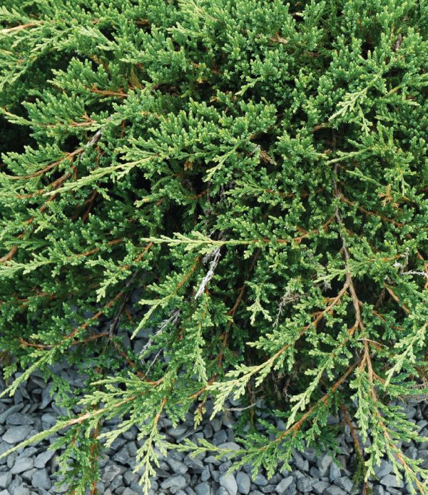 Juniperus horizontalis 'Prince of Wales'