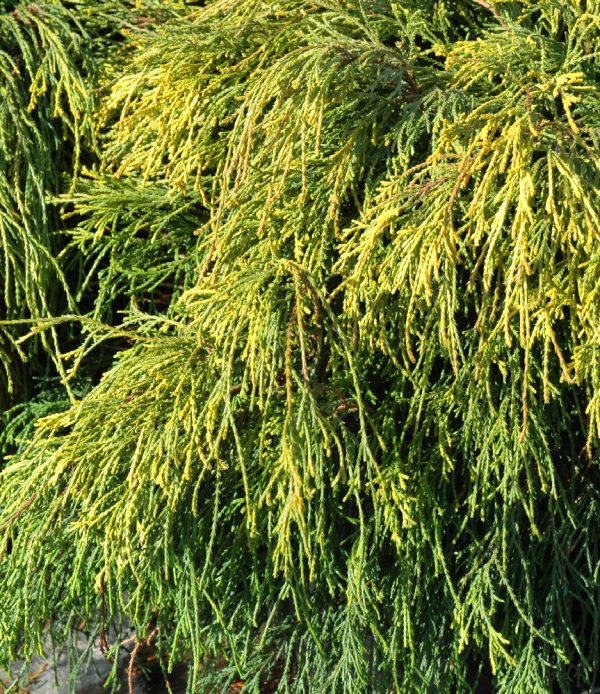 Chamaecyparis pisifera 'Sungold'