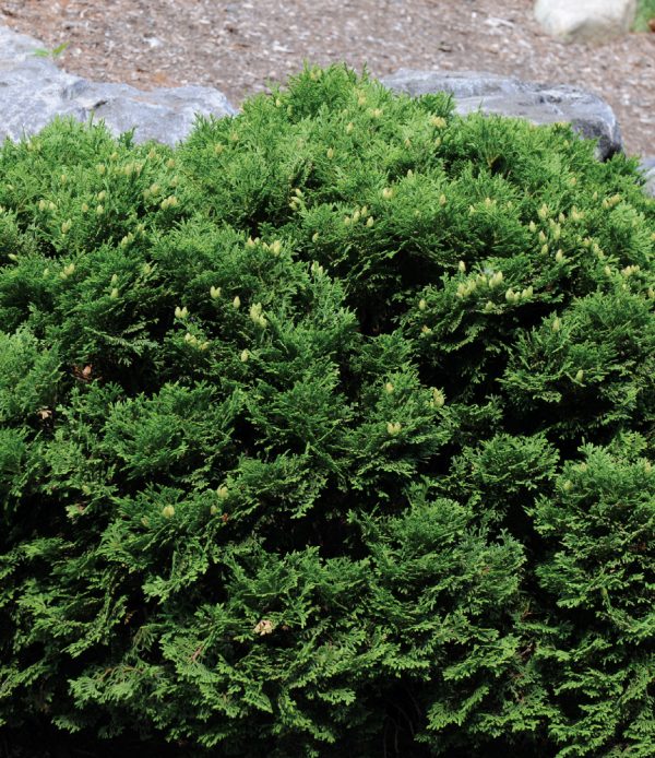 Thuya occidentalis 'Hetz Midget'