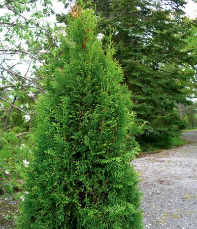 Cèdre du Canada 'Smaragd'