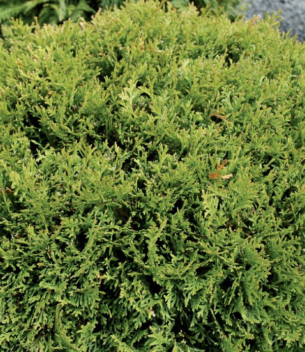 Thuya occidentalis 'Little Giant'