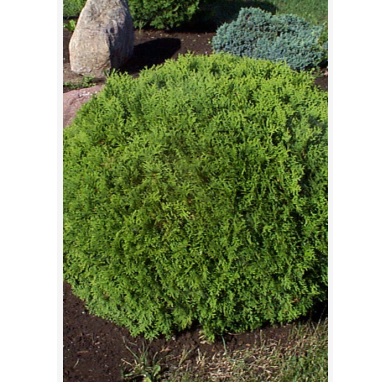 Danica' Northen Cedar