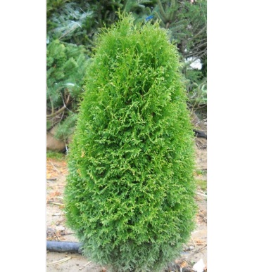 Boisbriand' Northen Cedar