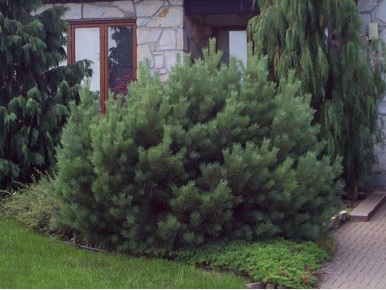 Mugo Pine subs. mugo (or mugho); Swiss Mountain Pine subs. mugo