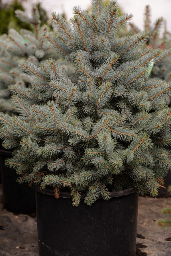 Picea pungens 'Baby Blue'