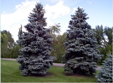 'Hoopsii' Colorado Blue Spruce
