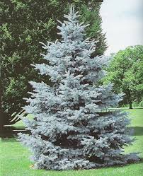Picea glauca