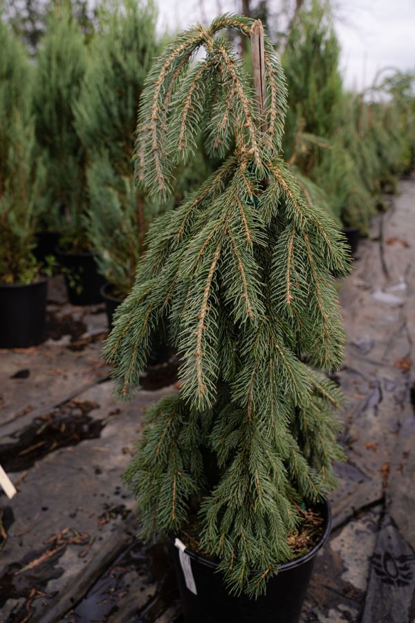 Picea glauca 'Pendula'