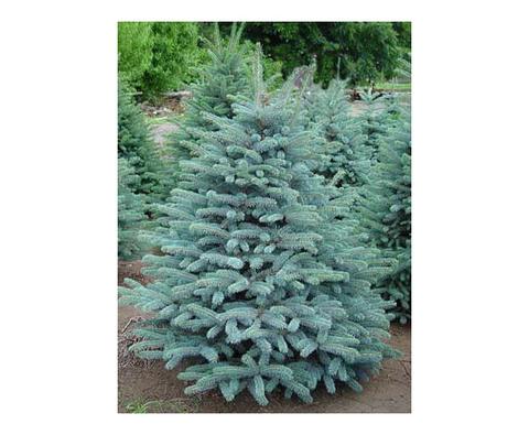 Colorado Spruce