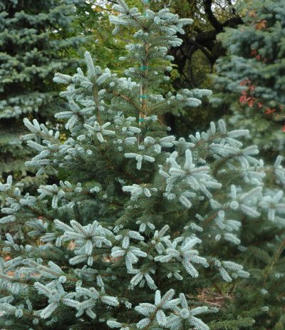 Colorado Blue Spruce 'Fat Albert'