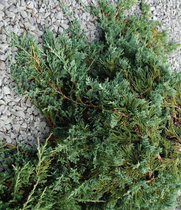 Génévrier horizontal 'Wiltonii'