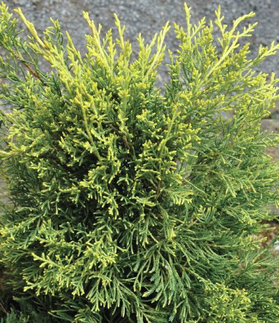 Gold Lace' juniper