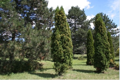 Brandon Arborvitae