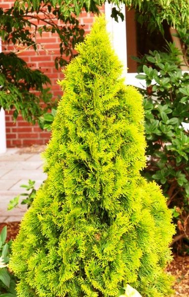 Thuja occidentalis 'Janed Gold'