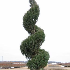 Blue Point Juniper Spiral