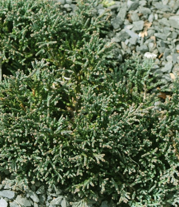 Juniperus horizontalis 'Icee Blue'