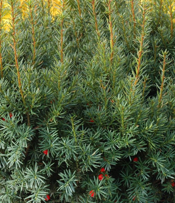 Japanese Yew ‘Aurescens'