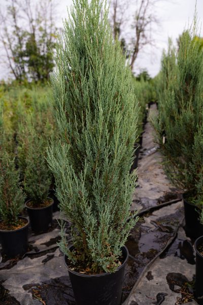 Juniperus virginiana 'Blue Arrow'