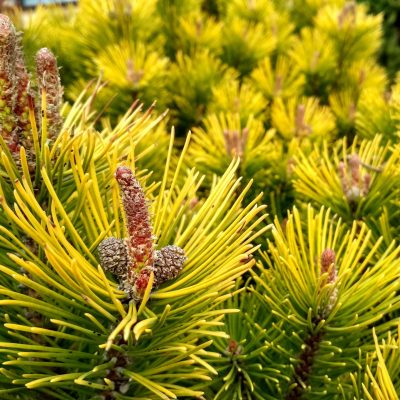 Pin Mugo Tige 'Wintergold'